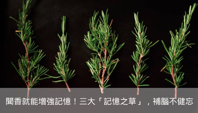 聞香就能增強記憶！這三種「記憶之草」，幫你補腦不健忘