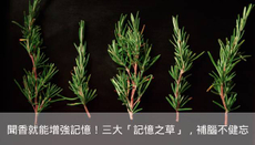 聞香就能增強記憶！這三種「記憶之草」，幫你補腦不健忘