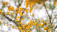 長相思，因「解愛」而長安