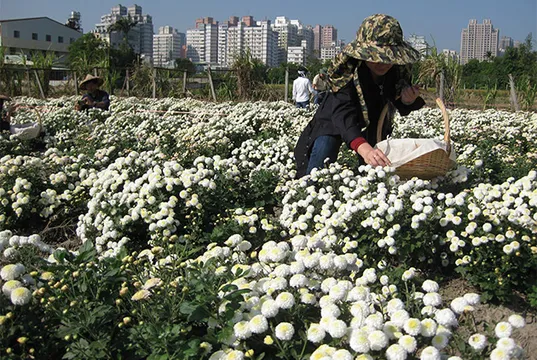 【專欄】陳孟凱：為何我們需要農夫市集與社群協力農業？