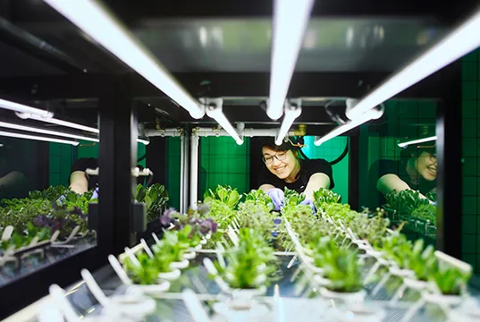 【社企流】自己的食材自己種！IKEA在店前種萵苣，直送供應門市餐廳