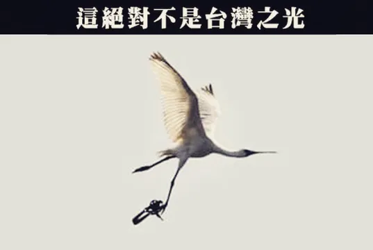 【專欄】邱銘源：又見黑面琵鷺拖著獸鋏飛行　台灣的動保出了什麼問題？