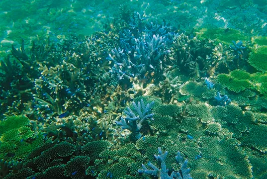【專欄】汪浩：海底就是辦公室　退伍蛙人海底漫步種珊瑚