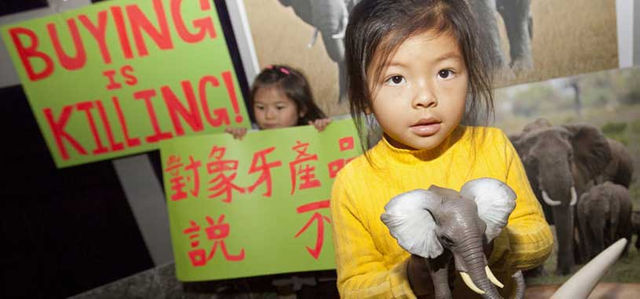 大象笑了，中國禁止國內象牙交易！