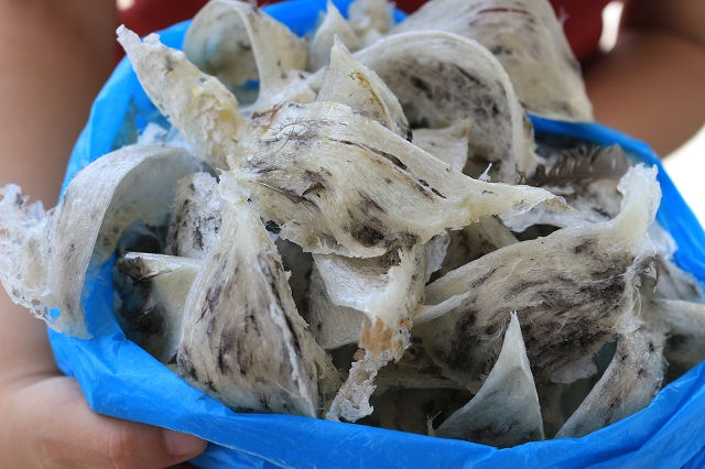 馬來西亞燕窩的醉生夢死：都市裡的非典型畜牧業