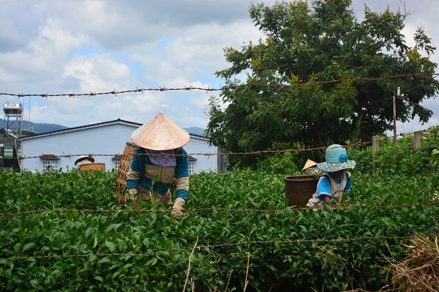 越南台茶：那間讓台灣人「飲」食難安的越南茶廠