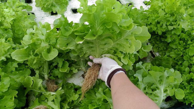 異地生根台灣味──我在曼谷尋找「台灣菜」的故事
