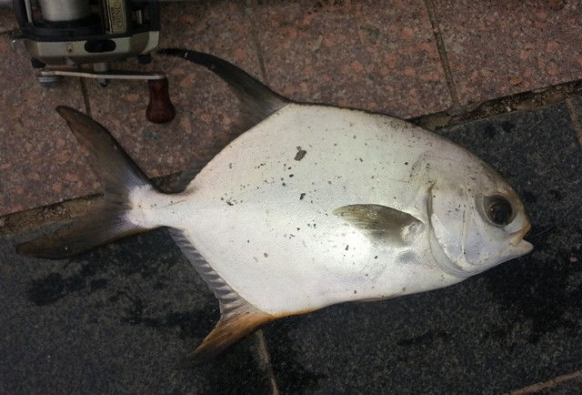 餐桌上的一盤魚，比你想的更不簡單
