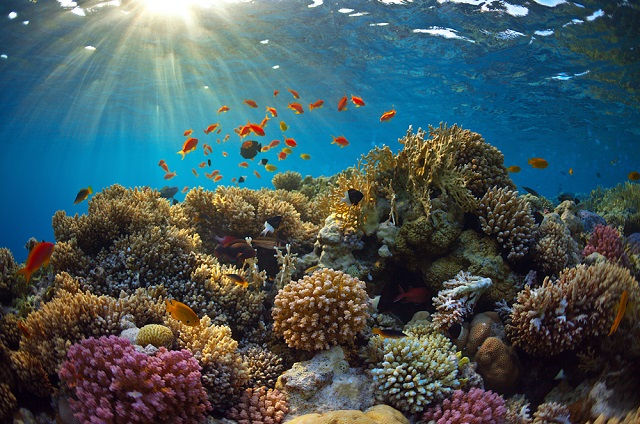 從珊瑚魚到珊瑚礁，您認識這片被忽略的海底花園嗎？