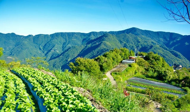 「都你在講，高麗菜是山林血肉換來。」