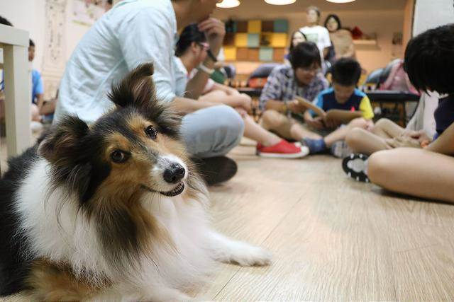 【動物當代思潮】教育，是管理流浪動物時看不見的源頭