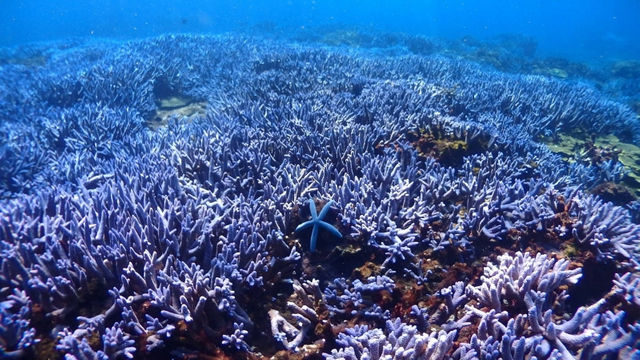 建立海洋種源庫，從東西吉廊道開始（上）