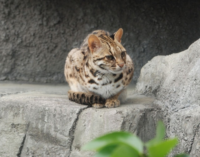 原住民獵場管理與野生動物保育的夥伴關係
