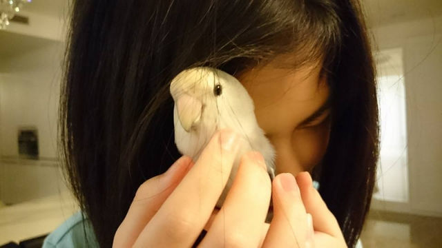 【投書】孩子養寵物的意外收獲──有翅膀的朋友
