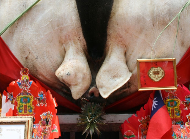 「知識份子」與「神豬」──誰對神豬飼養有錯視與誤解？（上）