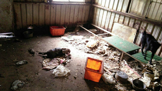 【動物當代思潮】尋找動物保護的最大公約數是什麼？