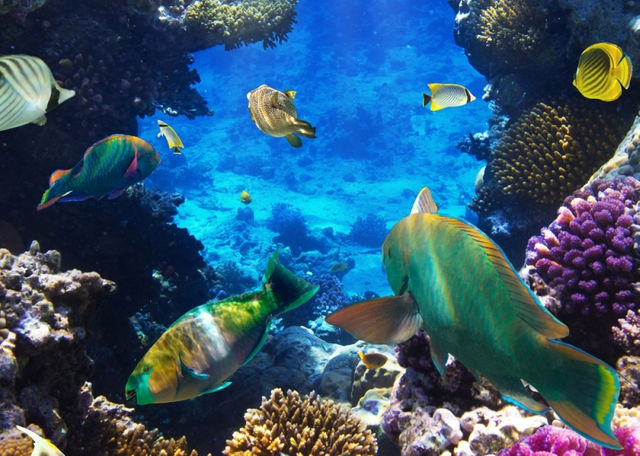 成立「海洋部」，讓台灣邁向海洋國家！