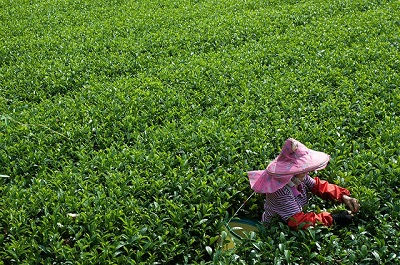 變調的採茶謠：台灣茶鄉勞動實錄