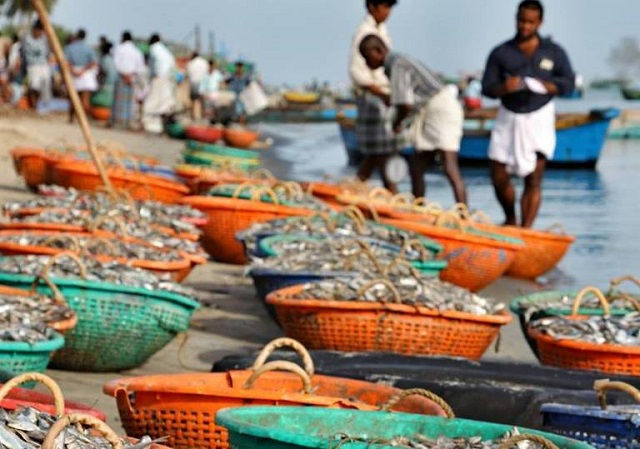 真的要一網打盡？你沒看到的「下雜魚」悲歌