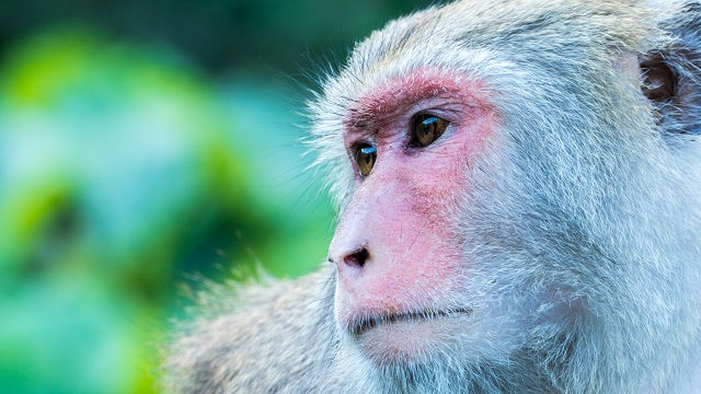 兩種靈長類，一種要投票，一種被幹掉？──談命運未卜的台灣獼猴