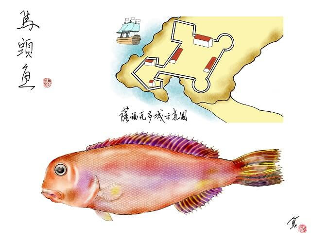 在薩爾瓦多城遇見馬頭魚