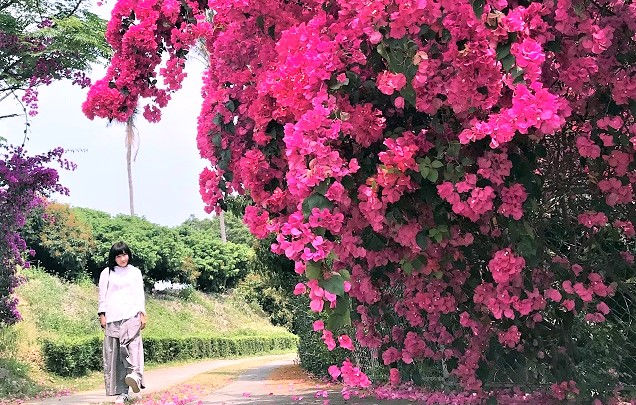 春遊賞花去：一株「網紅」九重葛，與每個人心中的那棵植物