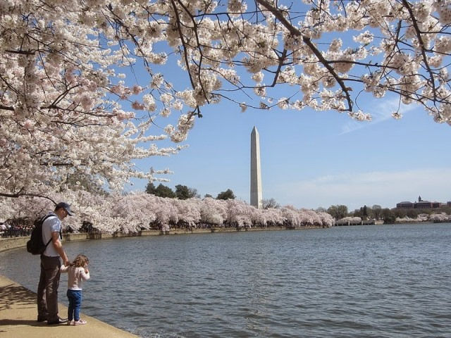 你不知道的華府櫻花季與雙橡園戀曲──Tidal Basin With Cherry Blossoms