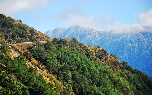 「東亞最好的森林在台灣！」植物獵人眼中的台灣針葉林