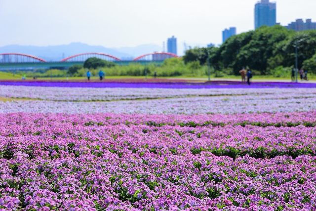 框框裡的美景：春季螢幕賞花有感