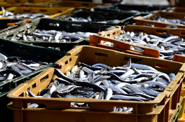 認識日本漁業的另一面：《魚與黑道》海鮮美食與暴力金脈的地下糾葛