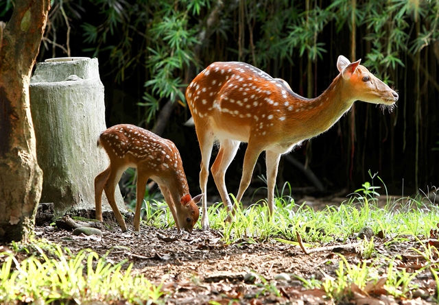 為什麼動保團體提出「動物保護入憲」？