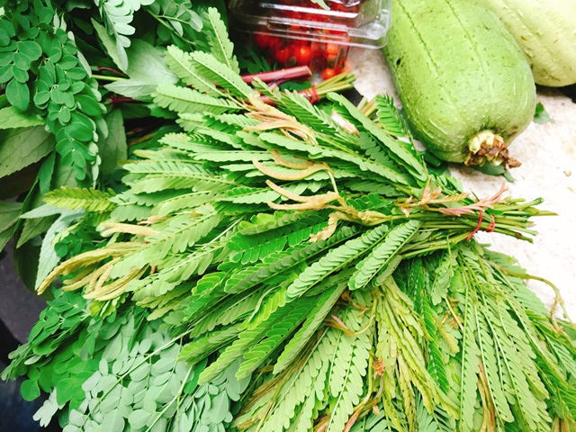 尋尋覓覓酸子藤：在台灣與東南亞植物相遇