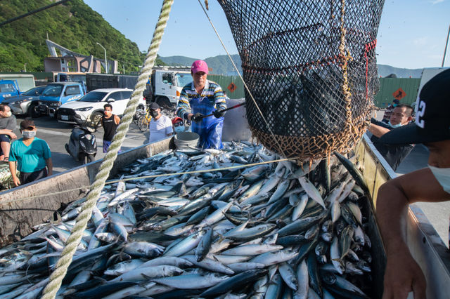 洋流唱反調、中國搶魚、濫捕魚寶寶　鯖魚的故鄉南方澳將變墳場？