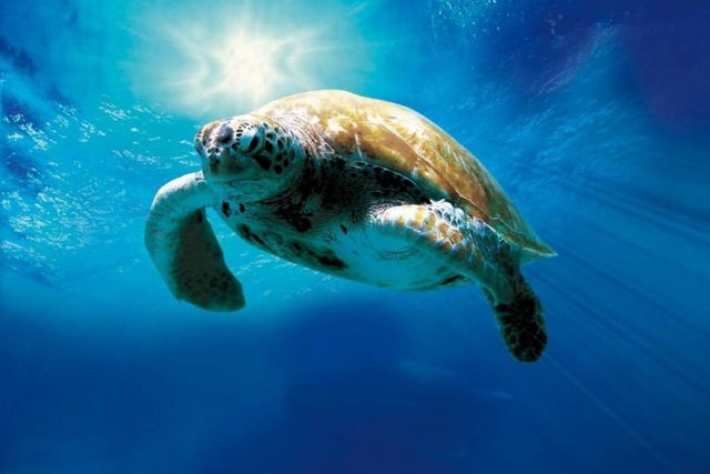 《非關政治，替動物發聲》：讓海龜在海裡飛翔，小琉球的生態旅遊如何發揮最大魅力？