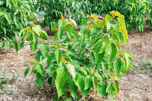 溫泉酒店的鹿仔樹與佛教聖樹越南糯米無花果——幹花榕與優曇華
