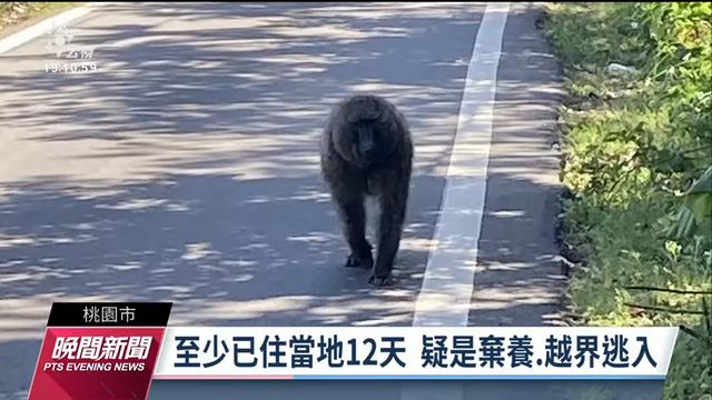 從天而降的狒狒？要求政府檢討荒腔走板的野生動物管理機制，才能真正弔慰亡魂