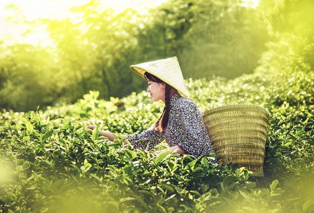 採茶時節的愛情：從「相褒歌」中看見飲食男女