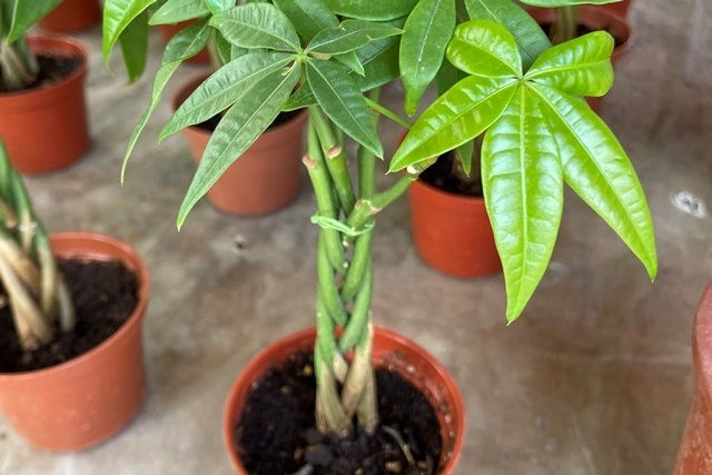 你以為的馬拉巴栗其實不是馬拉巴栗