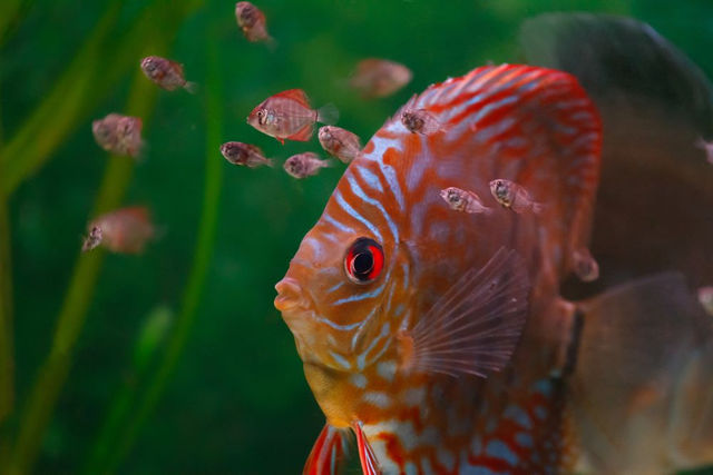 魚類也會育兒？從產卵到孵育，魚爸媽比你以為的更有愛