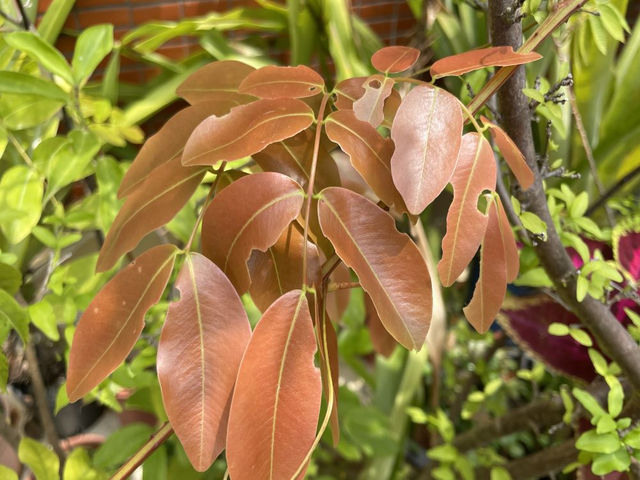 從芳療圈到熱帶植物園：古巴香脂的故事