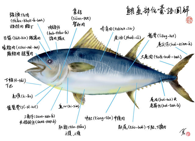 用台語圖解黑鮪魚！從頭到尾，老饕口中最美味的部分是哪裡？