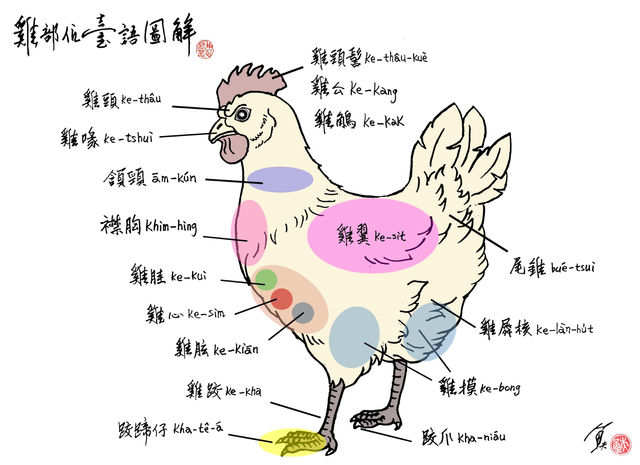 公雞和雞公——雞部位台語圖解