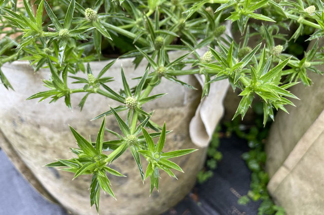 你的越南香菜不是我的越南香菜