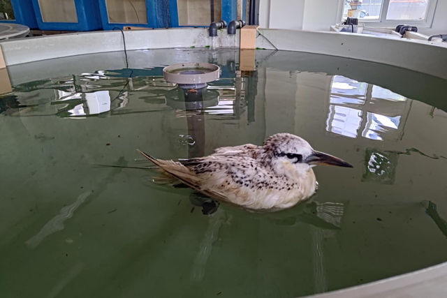一隻鳥的死亡：我們欠缺的離島動物救傷和專業諮詢管道