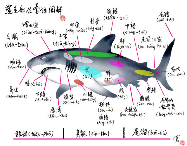 不怕大白鯊！鯊魚部位台語圖解