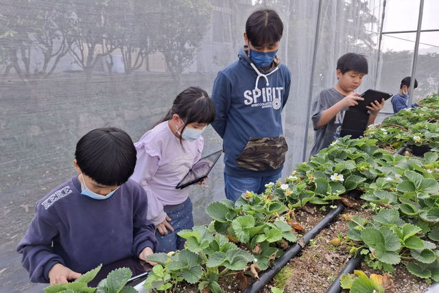 採草莓也可以很科技！小學生愛家鄉的程式實踐，讓農民遊客地球共好