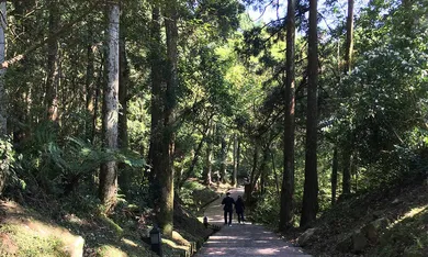 桃園避暑步道|10條山林消暑推薦,瀑布、多遮蔭、高海拔巨木區,在林蔭樹下清涼健行去