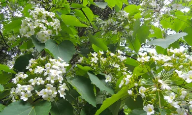 台北賞花景點推薦|出發親山賞五月雪美景,六條賞油桐花步道與交通資訊一次看