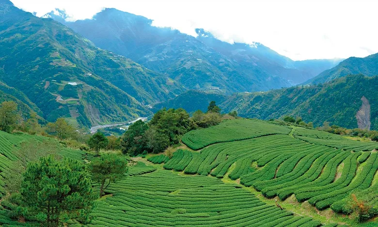 世大運選手指定台灣茶,二代茶農的零里程茶園