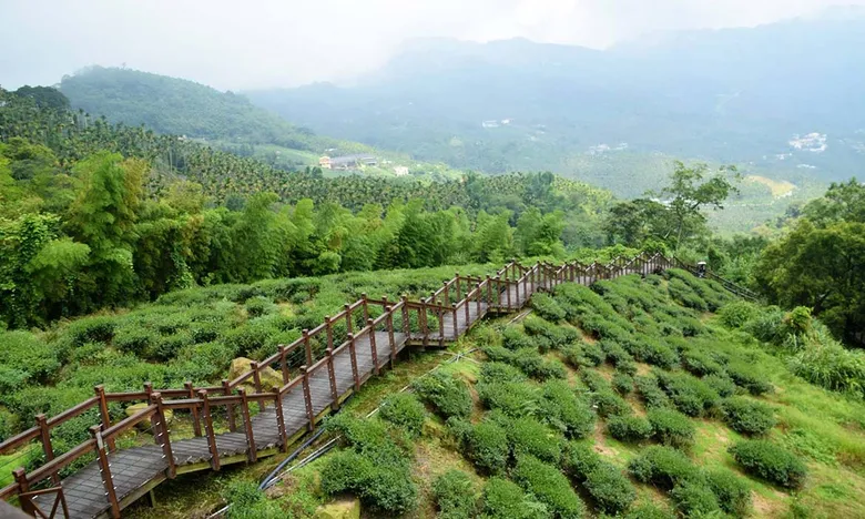 梅山太興村 一見難忘,層層疊疊的山林與茶園